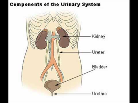 how to control urine infection