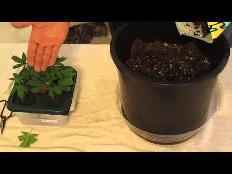 how to transplant aeroponic clones