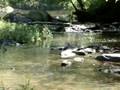 Eno River