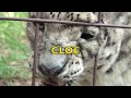 Snow Leopard Vs Raccoon!