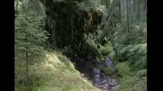 Zeman prohrál, veto zákona o národních parcích poslanci přehlasovali