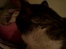 txingu cat