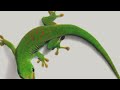 Top 10 Most Weirdest Animals People Keep as Pets