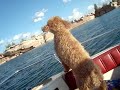 Groover at the Lake -