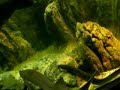 Silurus glanis 3,5ft Monster Silurus glanis 3,5ft Monster