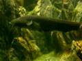 Silurus glanis 3,5ft Monster