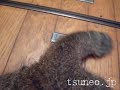 ツネオのメトロノーム♪