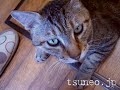 ツネオのメトロノーム♪