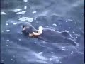 Monterey Sea Otter Monterey Sea Otter