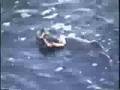 Monterey Sea Otter