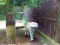 Passeio Simba Safari