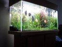 todo aquario é muito bonito desde que cuidado com carinho,esse aquario de lebiste é uma mistura de lebiste selvagem com lebiste de raça,até agora ñ tive nem uma perda faz 1 ano que montei esse aquariose gostarem avaliem e de uma nota e add nos seus videos favoritos ok 