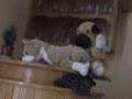 Los perros de peluche en Barbate