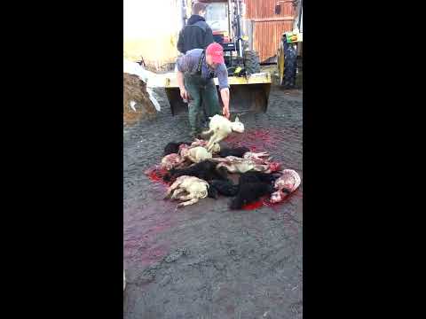 girl slaughter animal