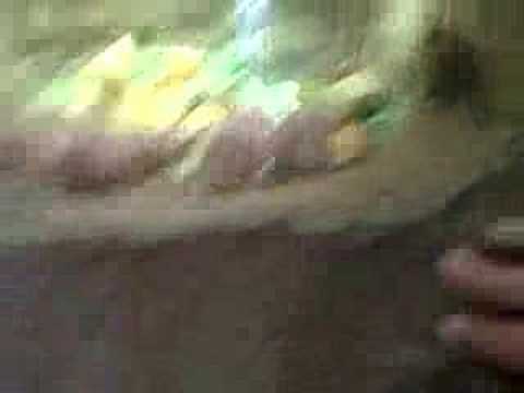 naked mole rats
