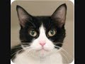 adoptable animals from ASPCA newyork