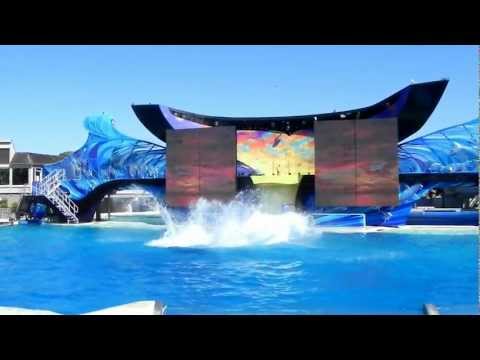 killer whale