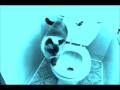 videos de 2 Cats, 1 Toilet