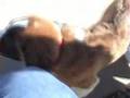 videos de Doggie Park