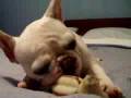 Bulldog Francés video