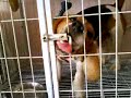 My Beagle My Beagle