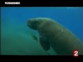 Disparition du dugong