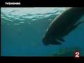 Disparition du dugong