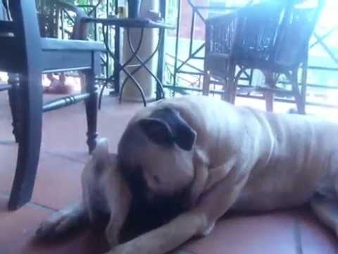 bullmastiff