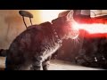 X-Men Origins: Cyclops Cat - YouTube
