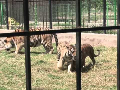 tiger %