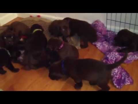 Day 31 chocolate lab puppies
