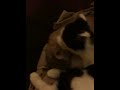 Kittens Billy (MH B&W) and Jack (orange tabby) - For Adoption