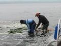 Sea Lettuce Removal Trial #2, Dumas Bay WA