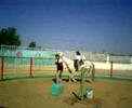 Yasmeen al sabawi horseback riding