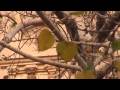 ASURA : Trinity - elestial.:.TV