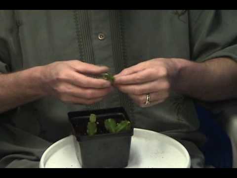 how to care for zygocactus