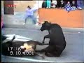 Bull Collision Bull Collision