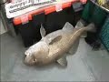 Fishing the River Mersey