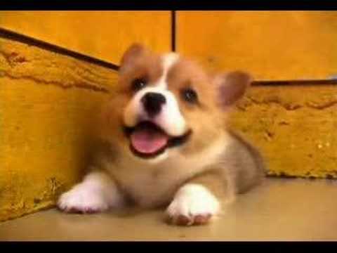 Видео 'Скучающий щенок'