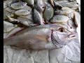 pesca miracolosa nella costiera amalfitana