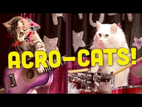 WATCH : Cat Circus