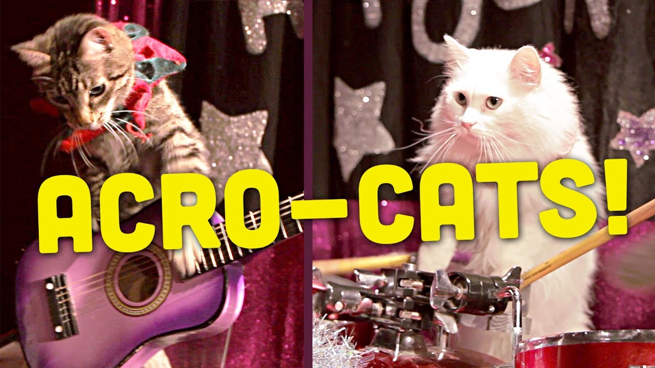 This Lady Started a Cat Circus