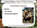 Adopting Battery Hens / Ex-Battery Chickens
