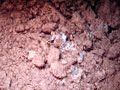 mars-phoenix-lander-images-30-of-dust-sand-particles-.html