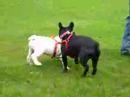 Bulldogs playing