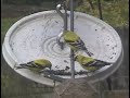 Goldfinches