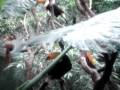 videos de MOV09799
