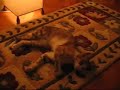 çıtır (horny cat)