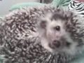 videos de my cute hedgehog