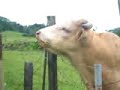 cow balls cow balls